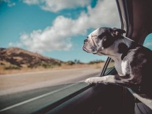 Hund am Autofenster