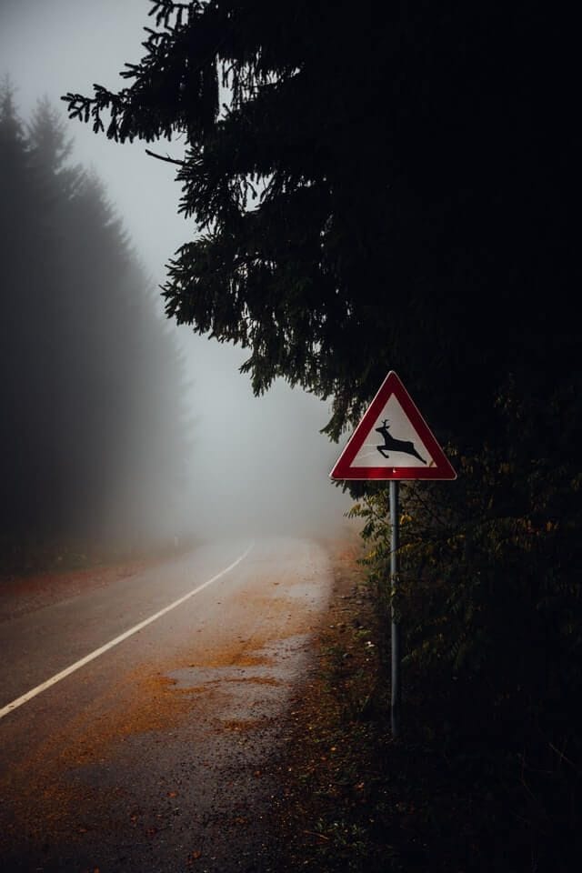 Waldstraße mit Nebel